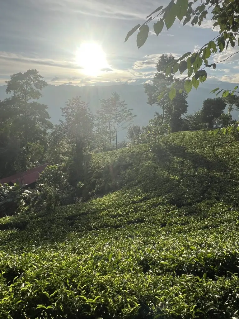 tea garden