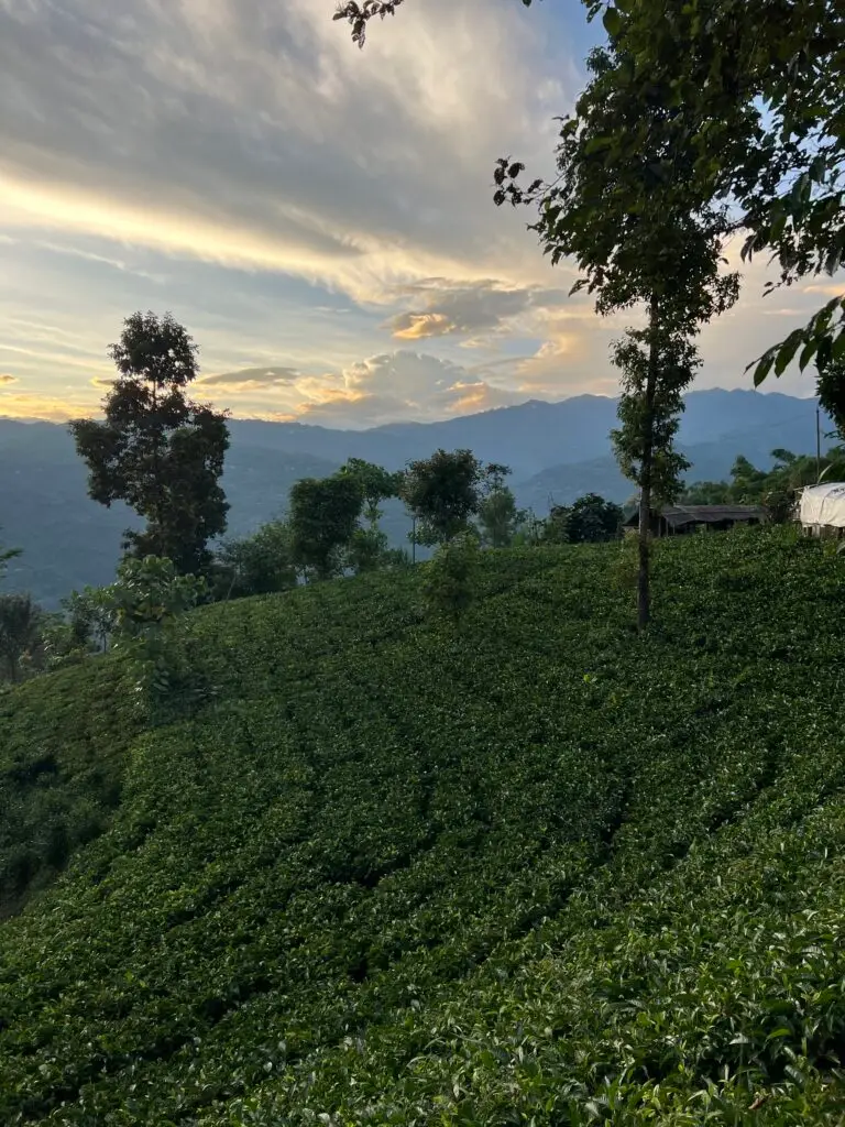Plantation de thé à Ilam au Népal en altitude