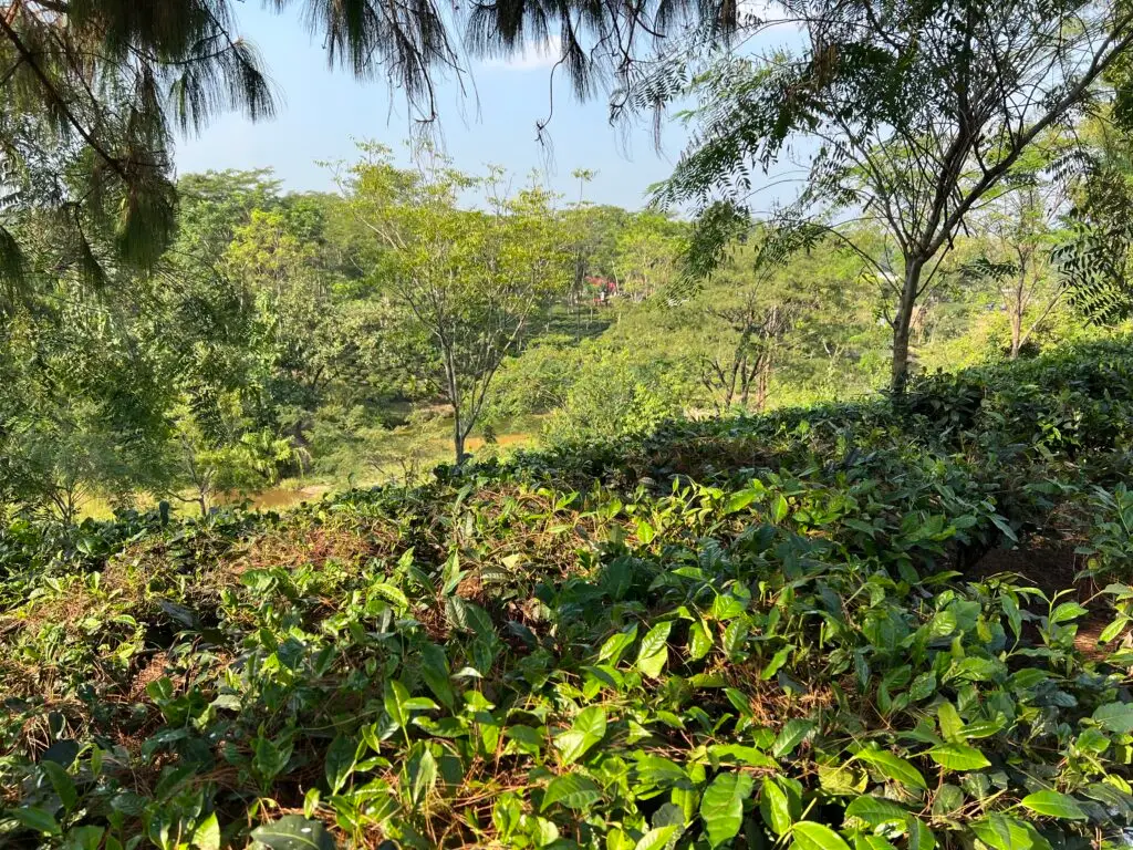 Plantation de thé à Nagaland au pied de l’Himalaya