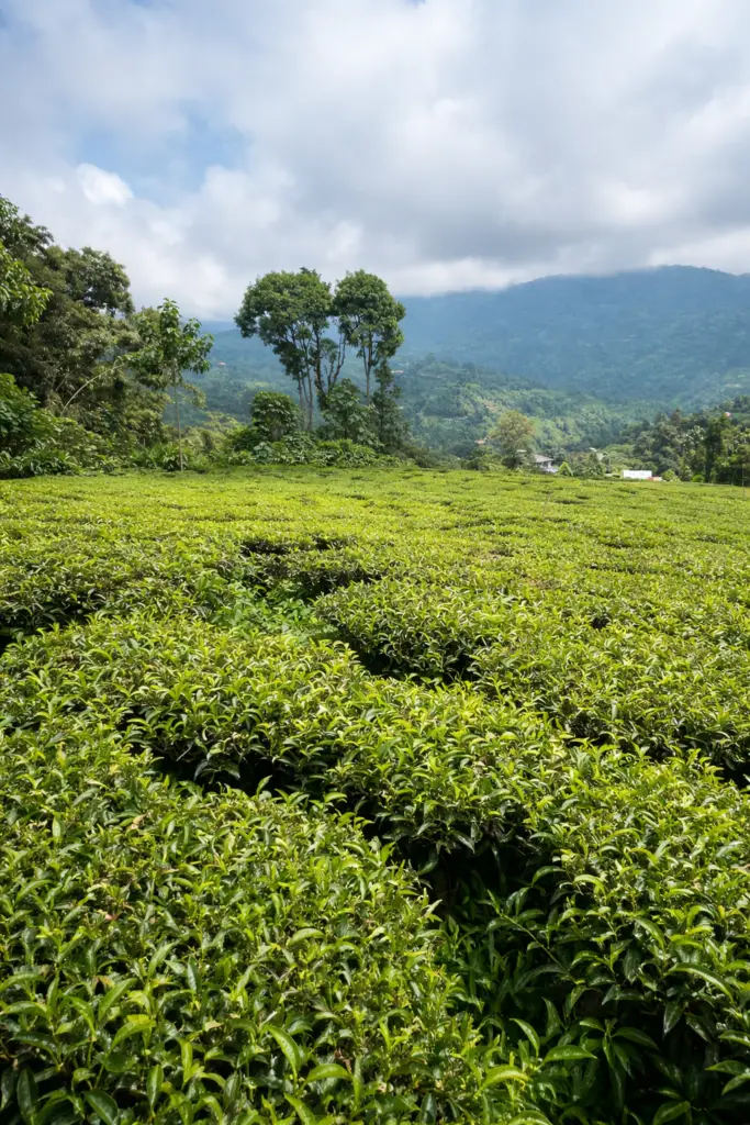 Théiers Camellia sinensis cultivés en altitude dans un jardin de thé