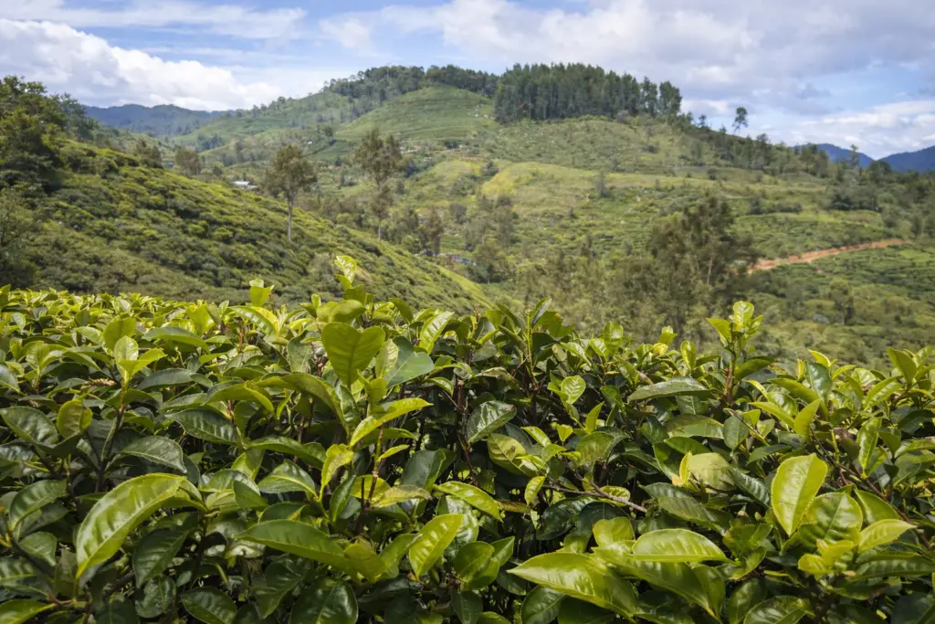 Jardins de thé biologiques du Sri Lanka en haute altitude, plantations isolées loin des routes principales