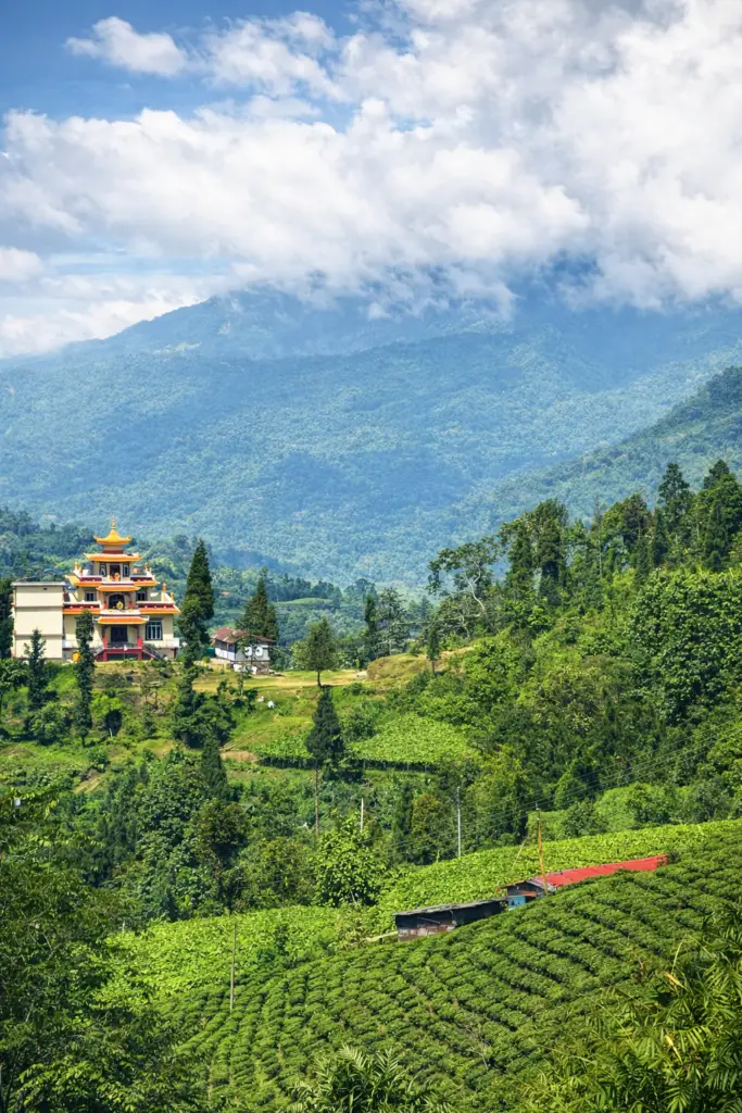 Jardins de thé du Népal situés en haute altitude sur les contreforts de l’Himalaya