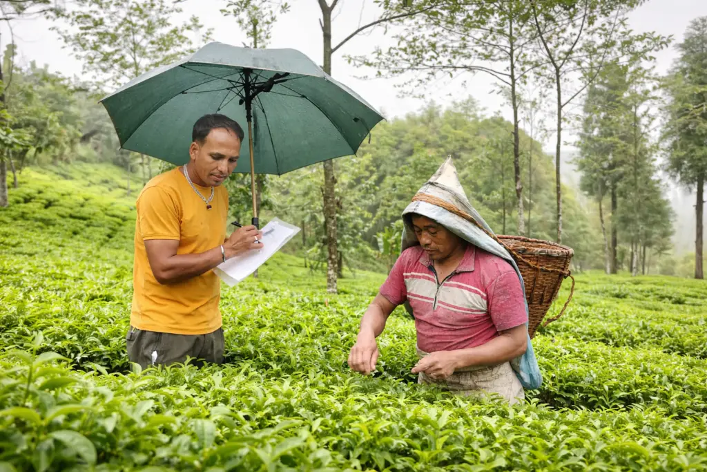 Jardins de thé vert au Népal et au Sri Lanka