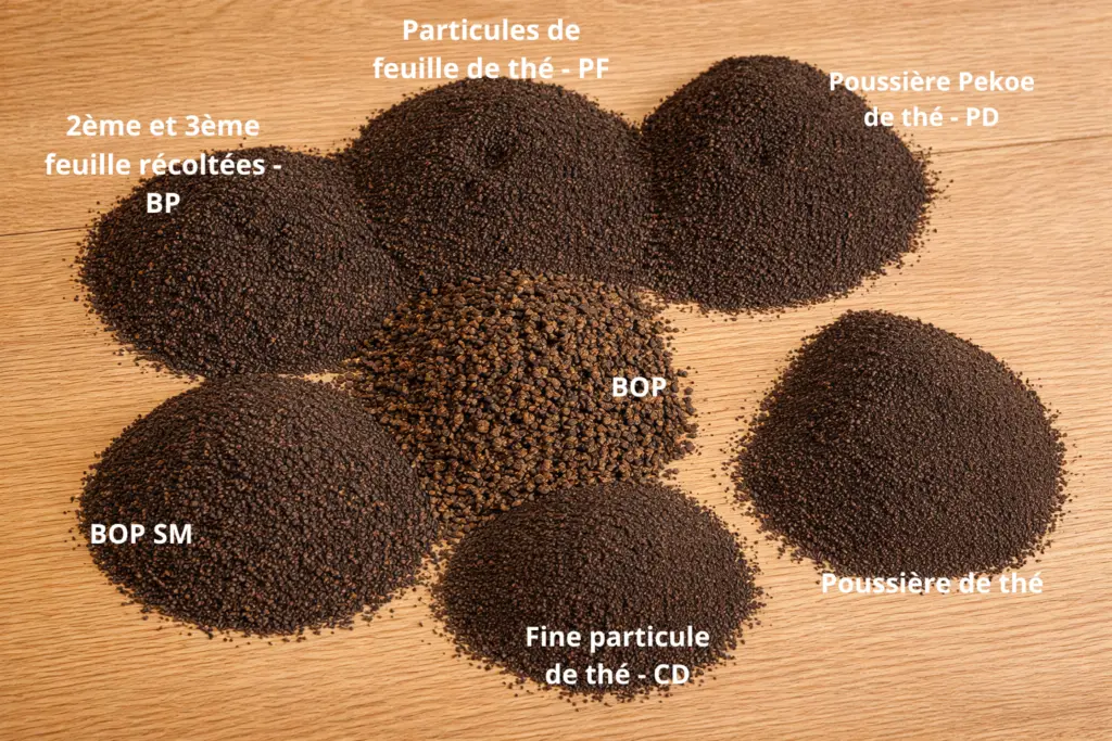 Présentation des différents grades de thé noir CTC d’Inde sur table : BOP, BOP SM, BP, PF, CD, PD et Dust